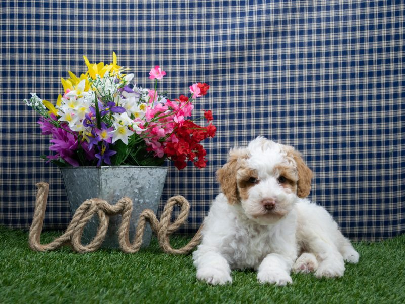 Puppies for Sale Central Pennsylvania Dog Sales